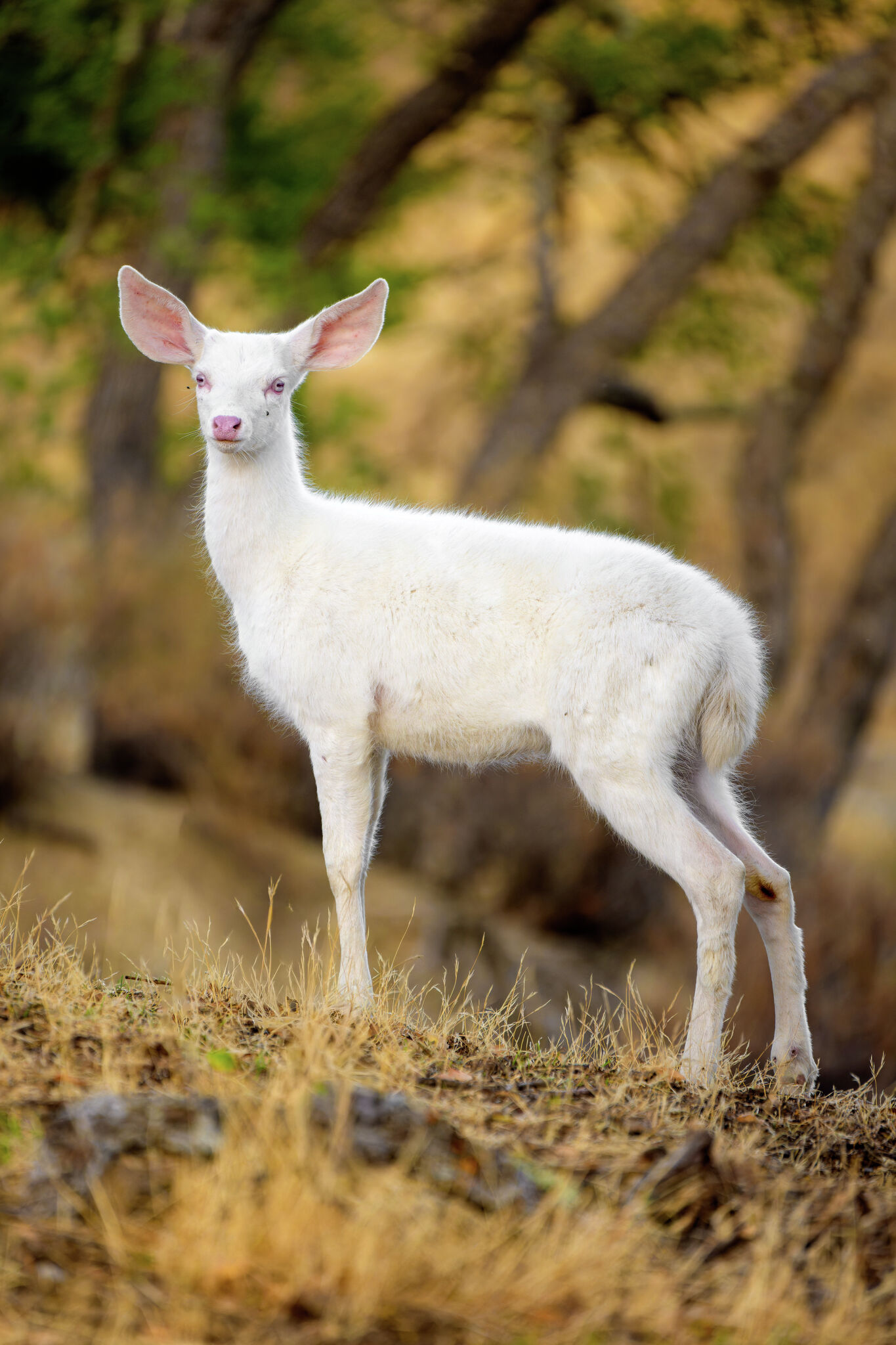 California Bay Area park has rare white fawn: 