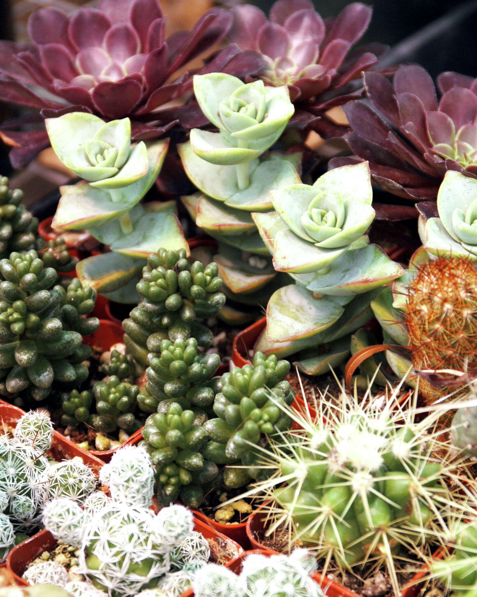 What to do about Texas leaf cutting ants and bowl of succulents
