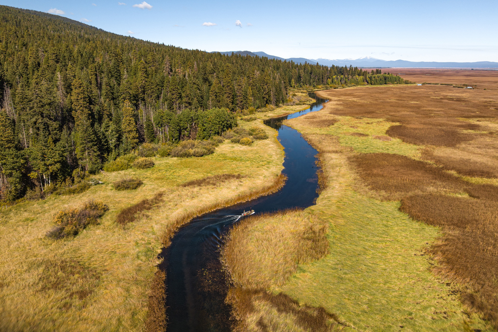 Salmon seen for first time in century after historic Calif. dam removal