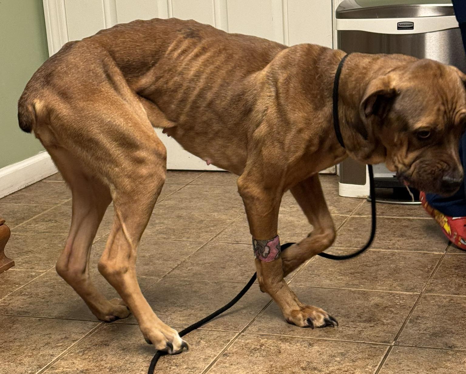 Woodbridge animal control seeks help with dog in emergency care