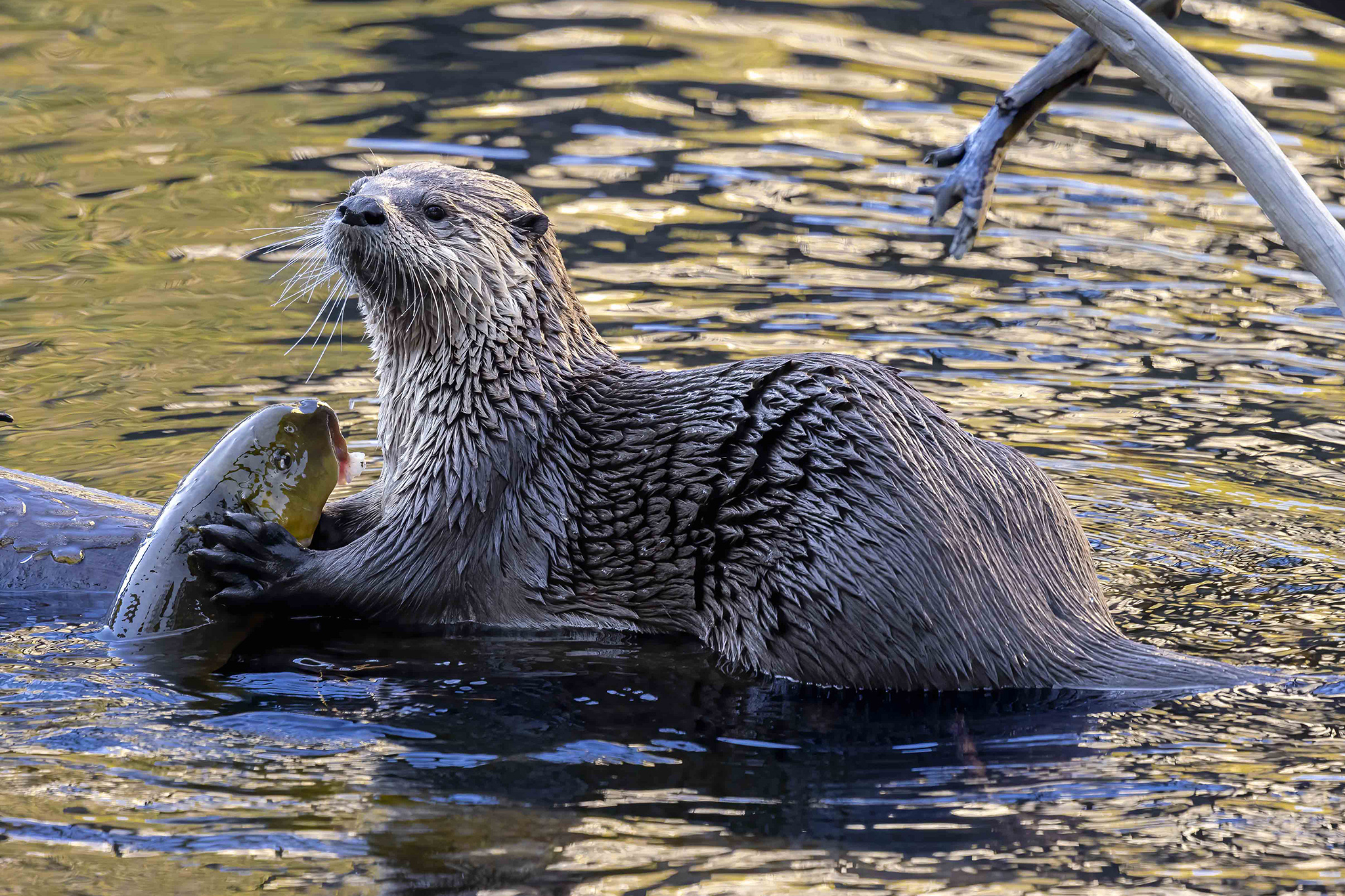 We've been waiting a century for this 'love letter' to Yosemite wildlife
