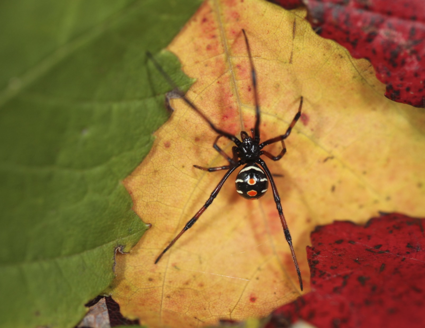 10 spooky spiders of northern Michigan