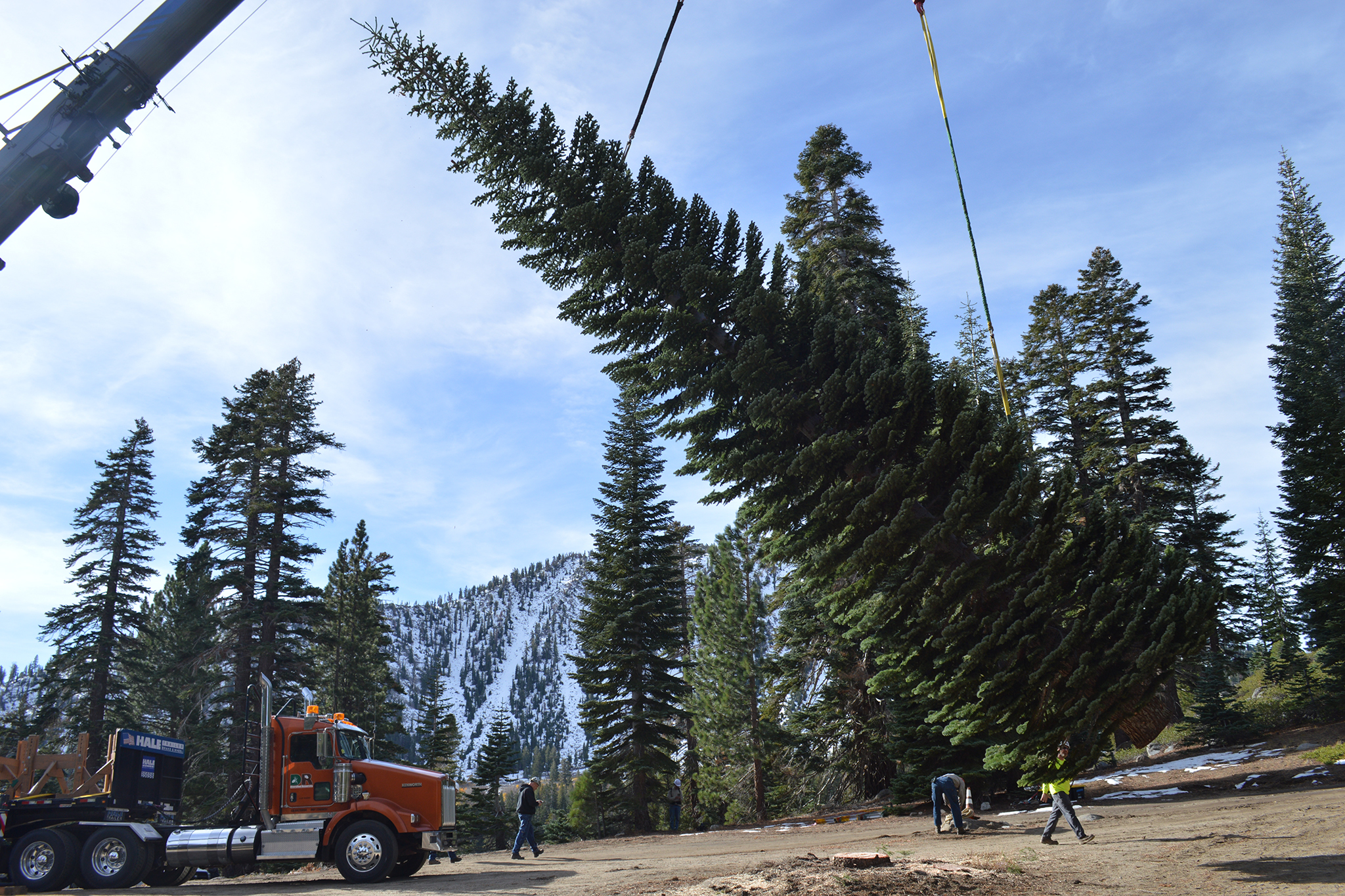 Trump admin brings Christmas tree from Sierra Nevada to Washington