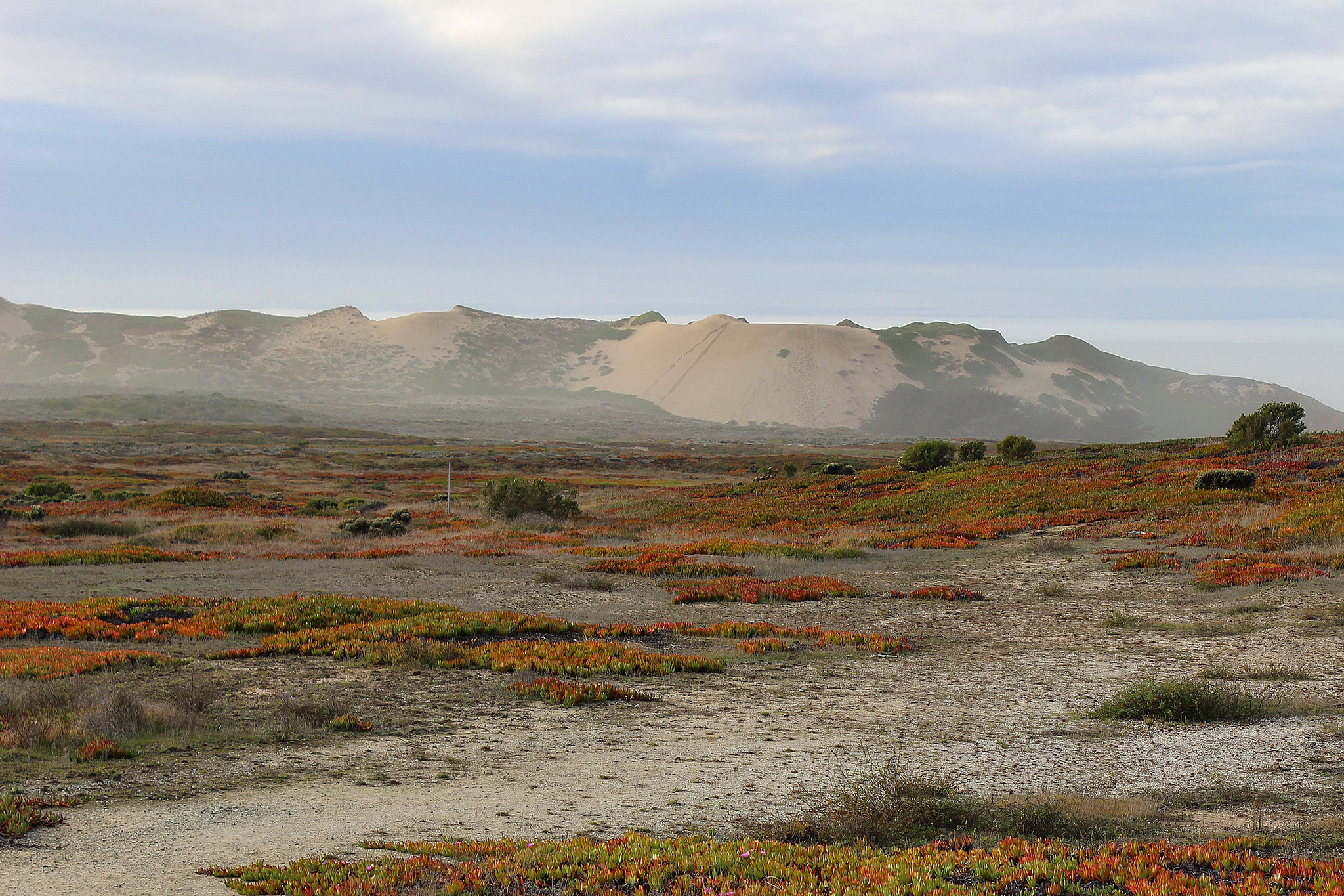 New spooky species discovered in California's sand dunes