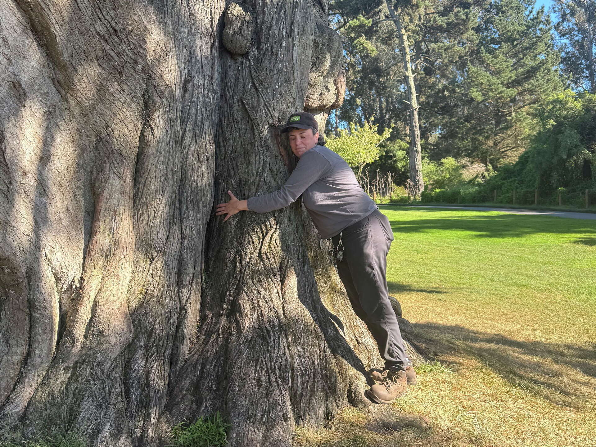 S.F. says goodbye to a century-old cypress in Golden Gate Park