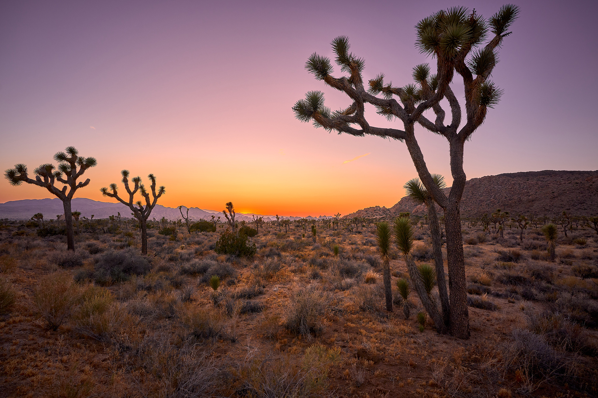 An overdose, a stolen body and the wildest desert funeral in Calif. history