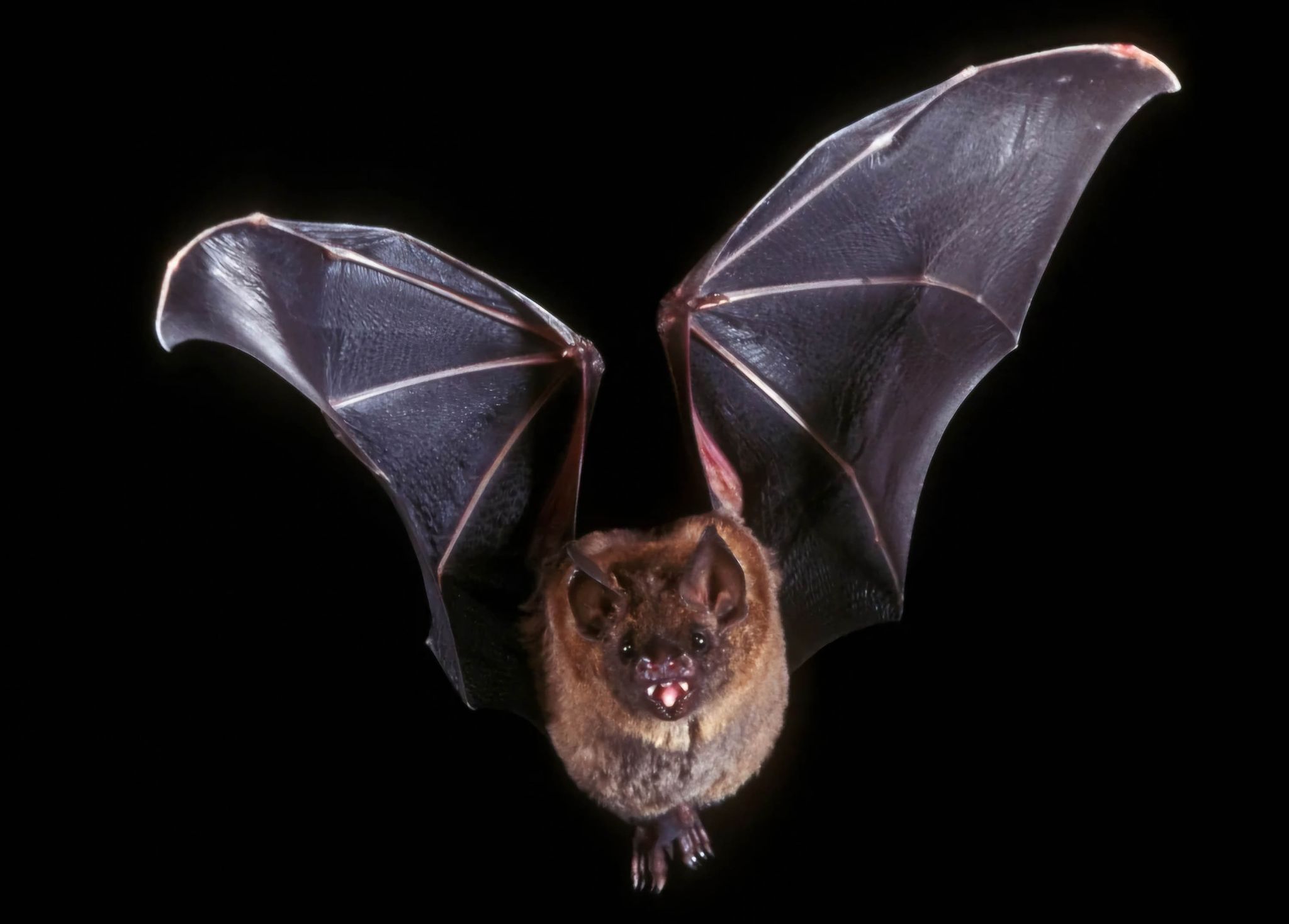 Ripa Bat San Mateo Co.: Rabid Bat Found Near Playground At Portola Valley Town ...