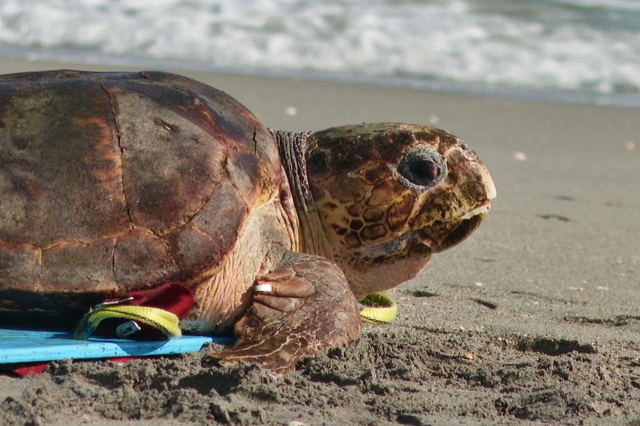 Endangered loggerhead sea turtle released to Atlantic Ocean from ...