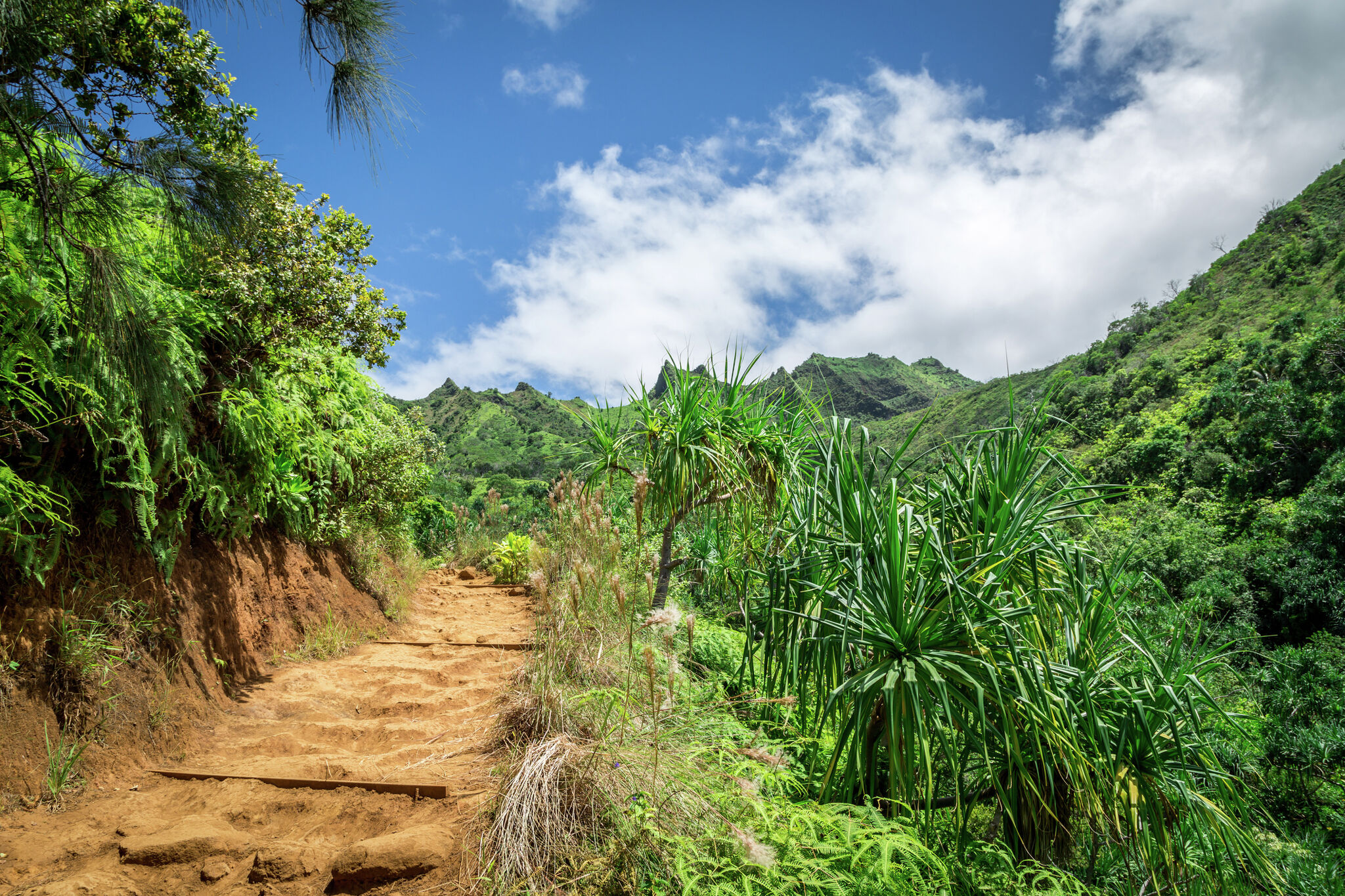 Hiker rescued from famous Hawaii trail due to spider bite infection