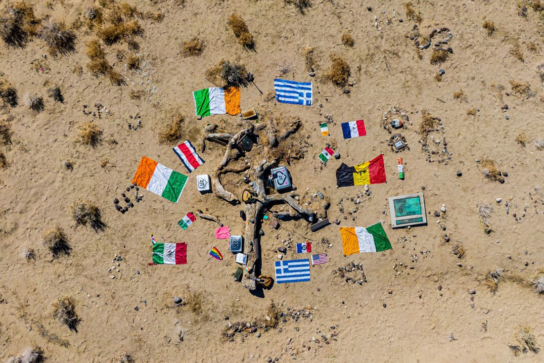 Fans race to save the California tree that inspired an iconic album