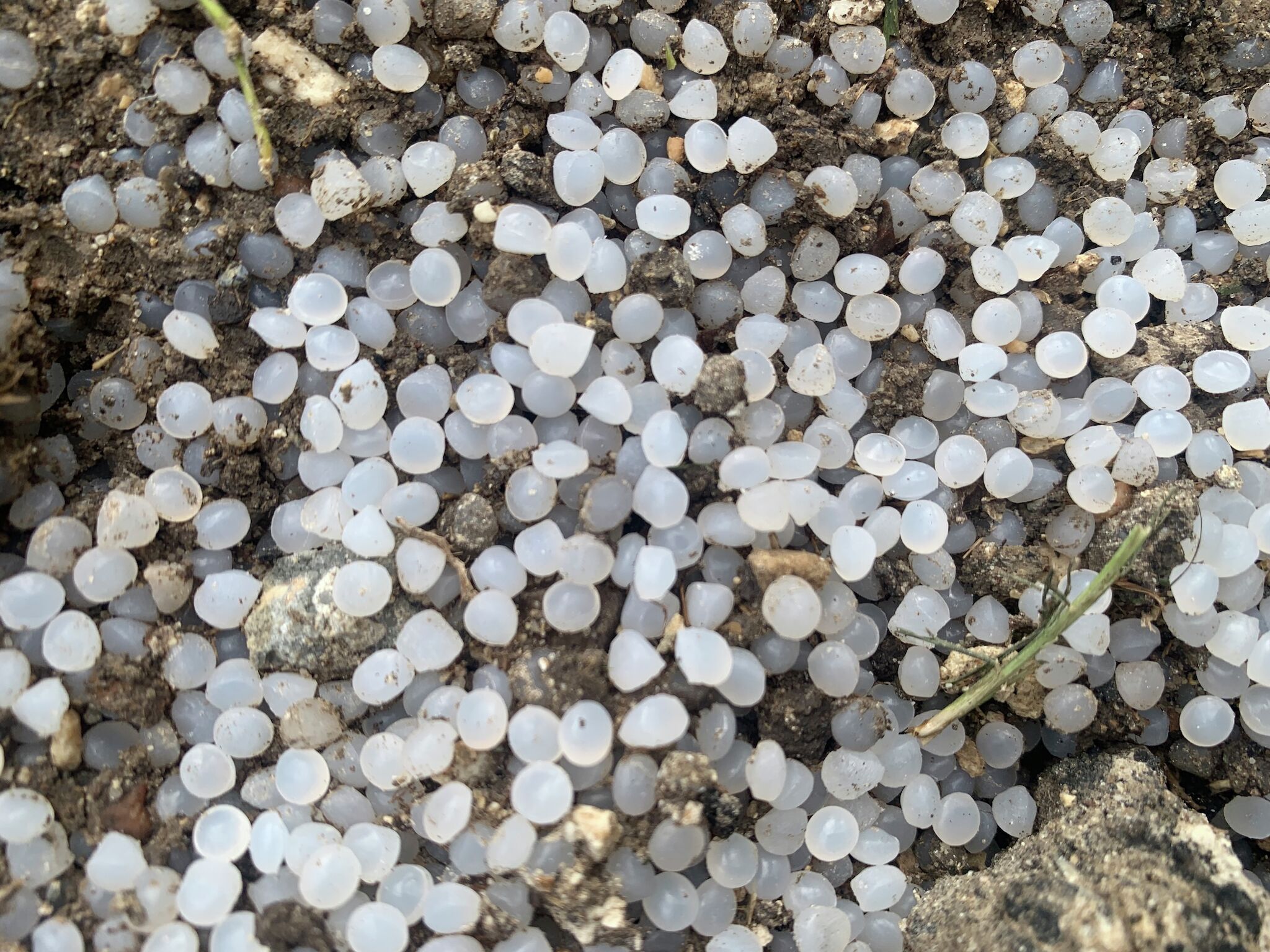 chron.com - Chris Gray - Plastic pellets present growing headache for Texas tourism, fishing industries