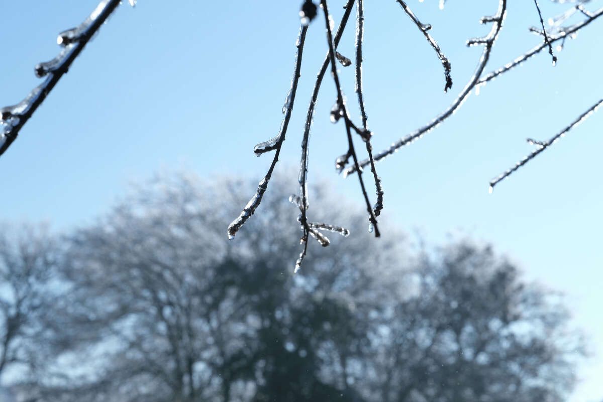 Ice on tree branch closeup with frozen winter scene background for freezing cold winter weather in Texas landscape.