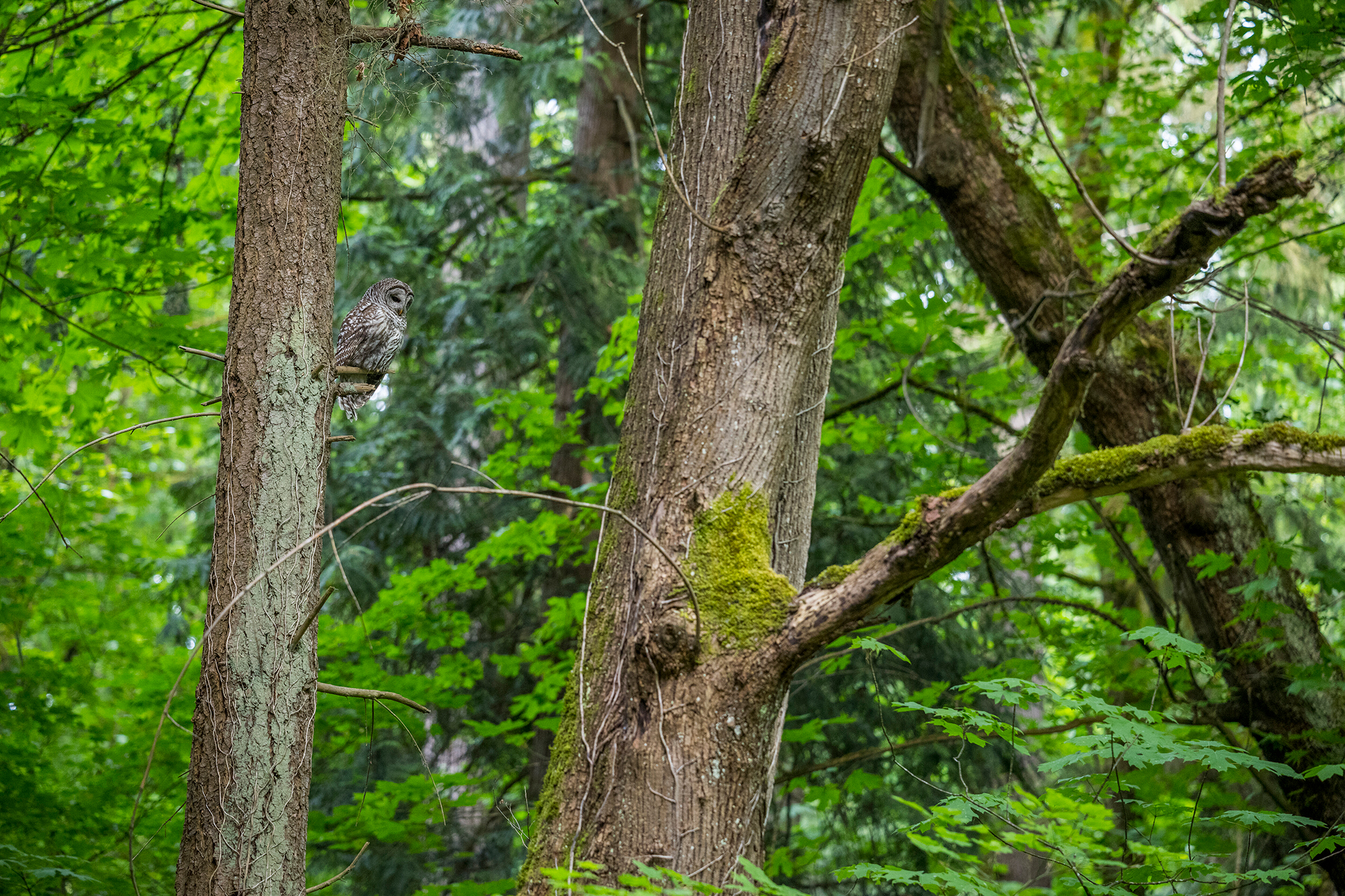 'DEI for owls': Nearly half a million birds to be killed in the West