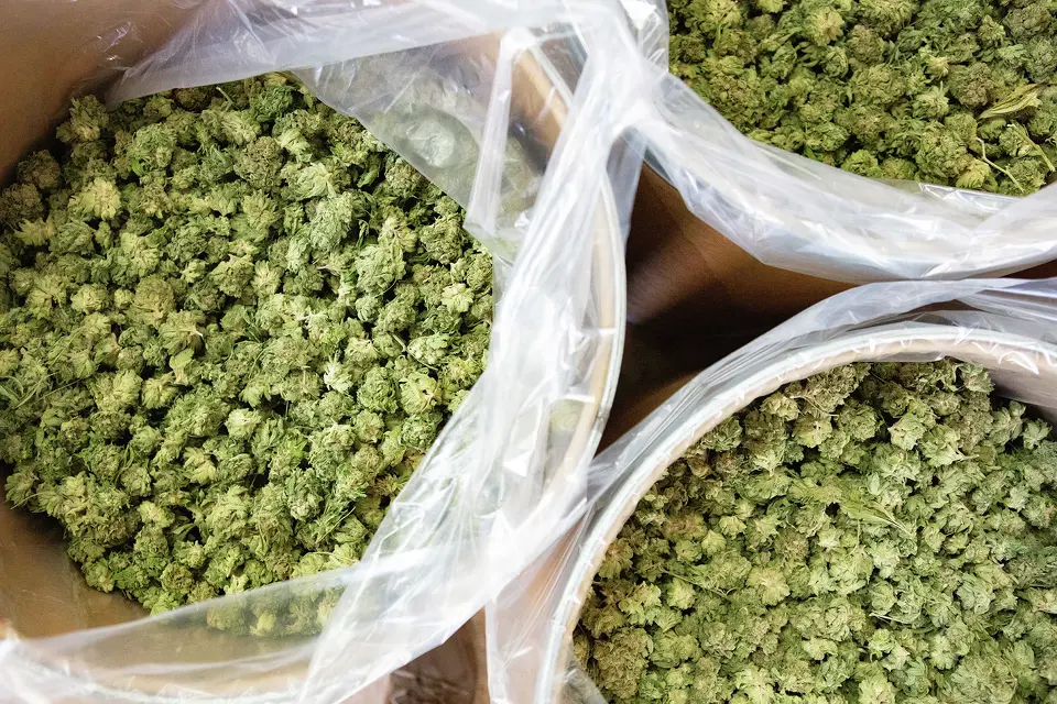 Cured cannabis flower pictured at a facility in Monterey County, Calif.