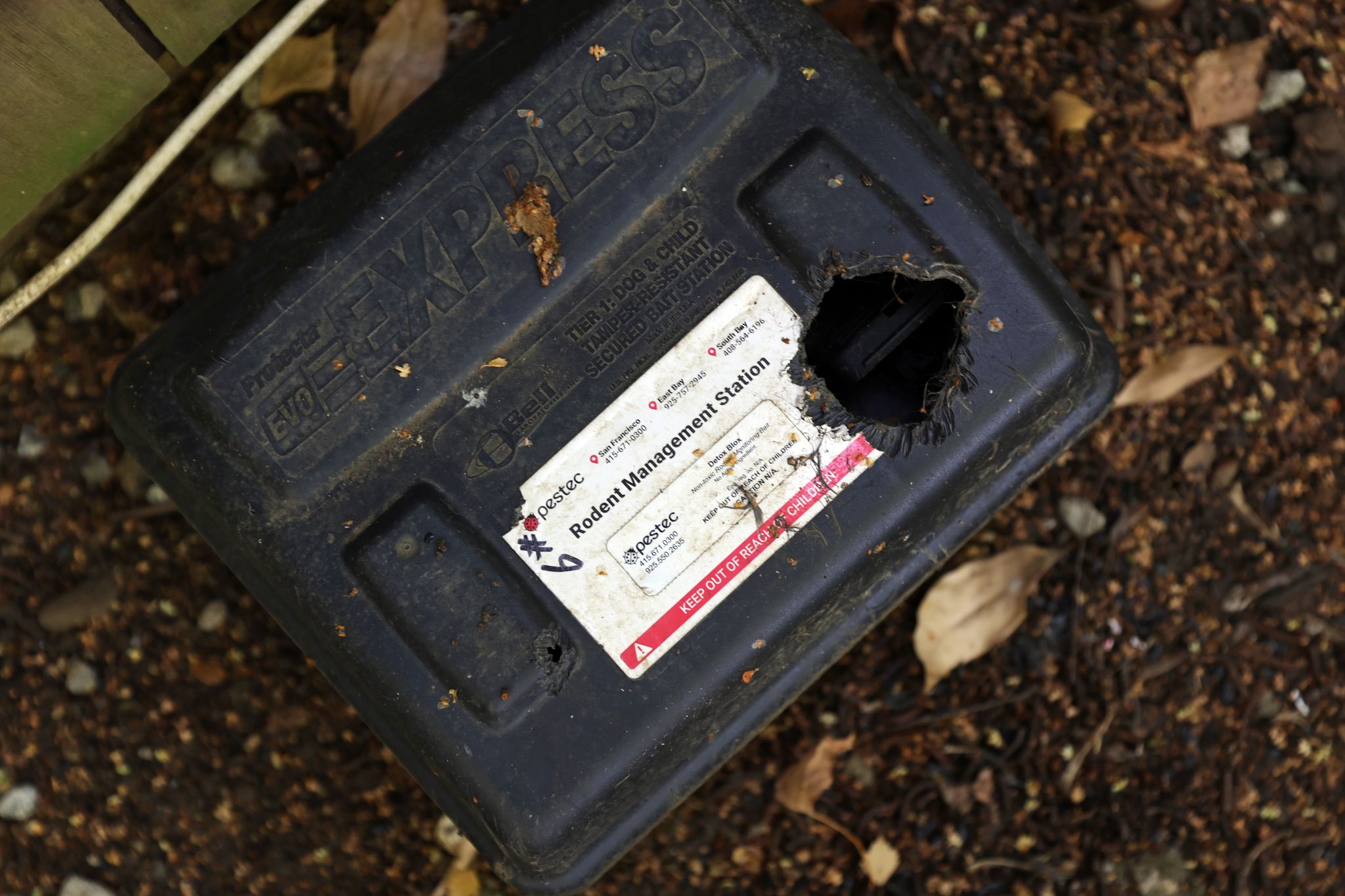 In California, a tug-of-war over blood-thinning rat poisons