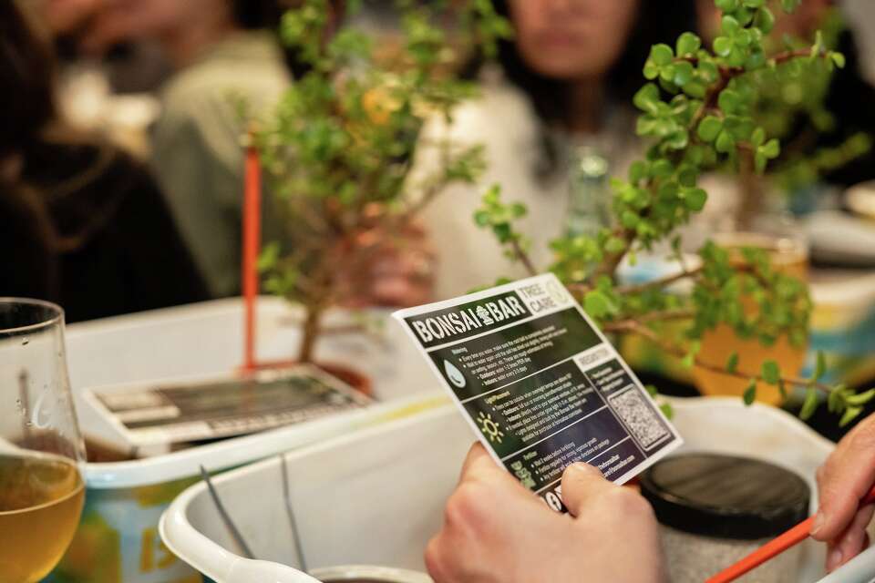 Bonsai Bar brings bonsai workshops to San Antonio bars