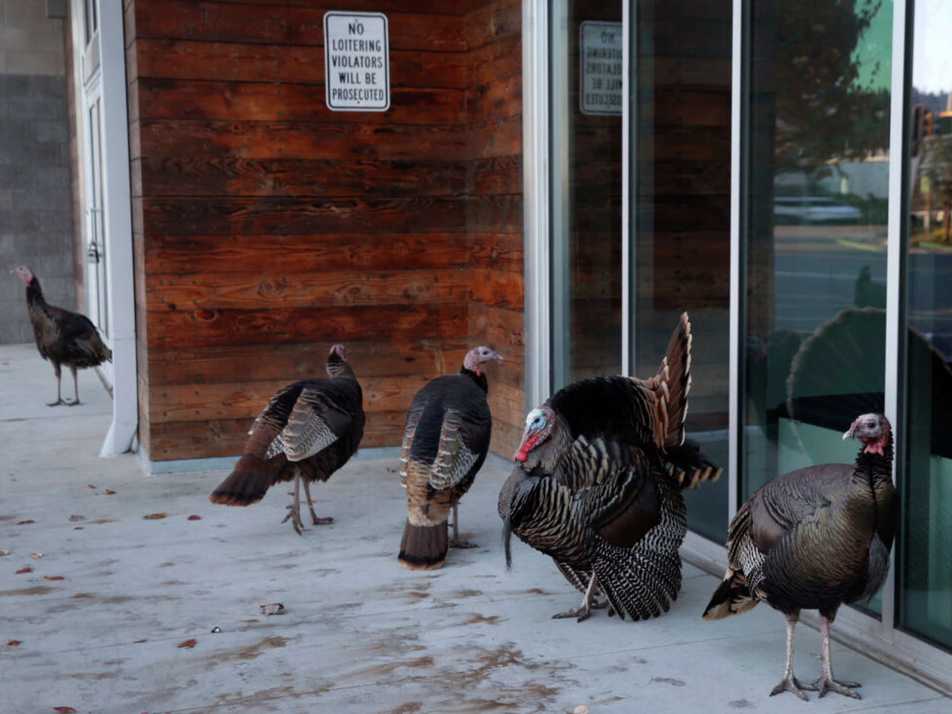 Bay Area Thanksgiving 2021: turkey trots, merry feasts and more ways to  celebrate