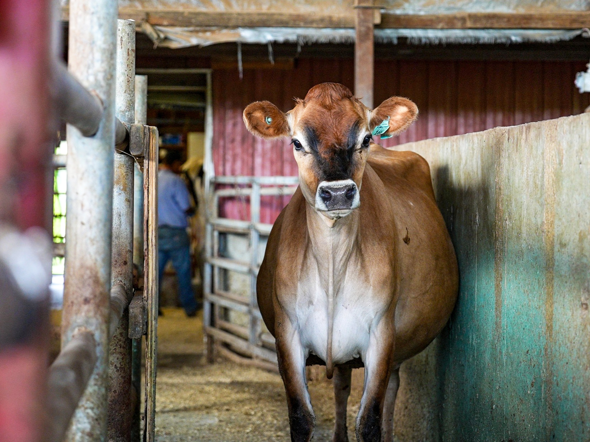Connecticut dairy farmers say they face a crisis fueled by low milk prices, high operating costs