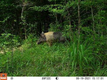 New Texas plan targets feral hogs destroying national parks