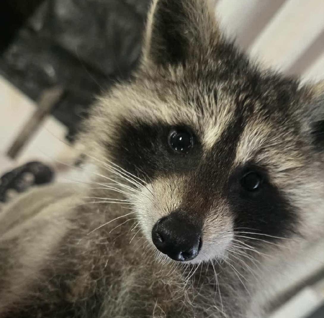 Raccoon taken from Derby is with licensed wildlife rehabilitator: DEEP