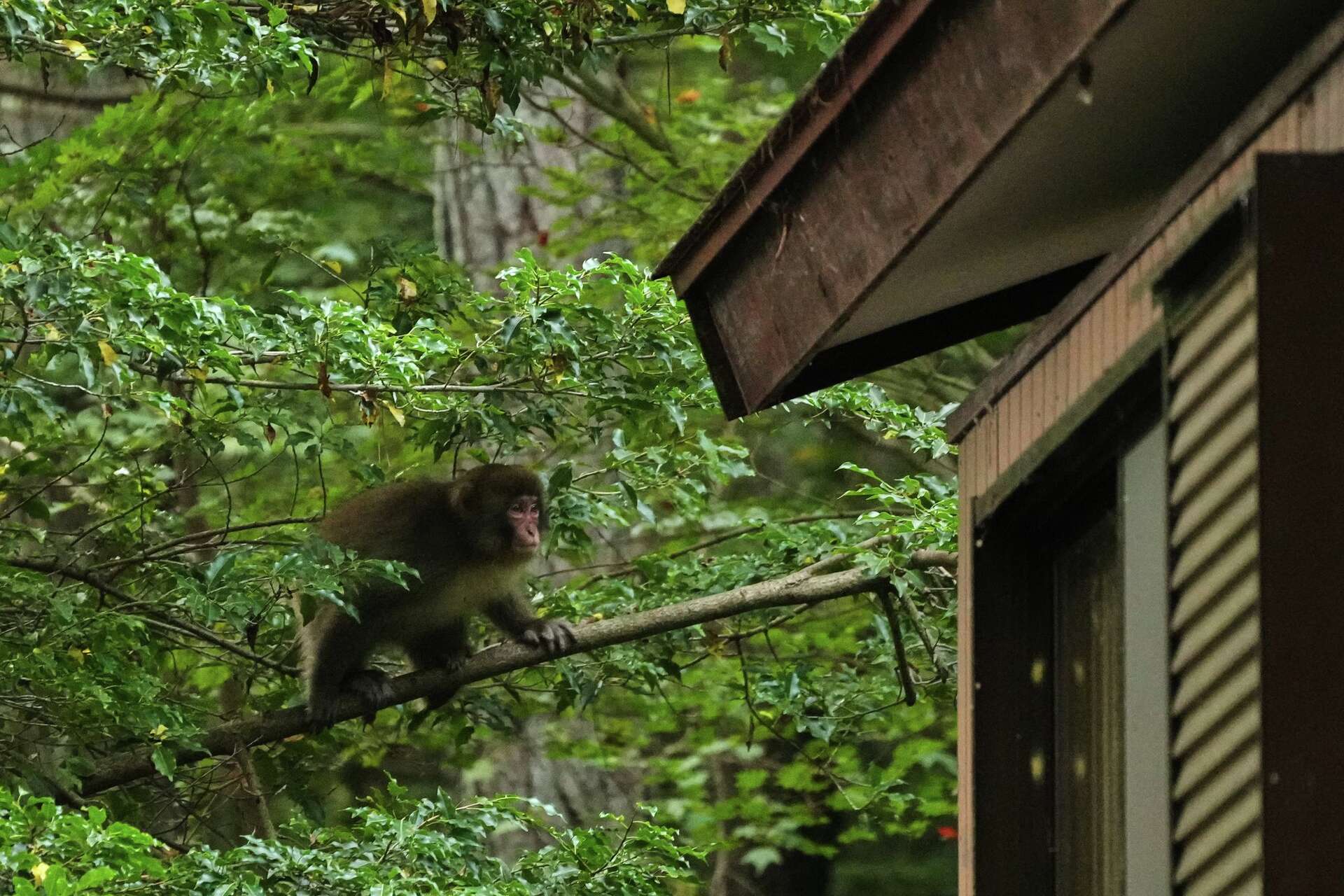 In Japan's Northern Alps, residents battle monkeys to protect
