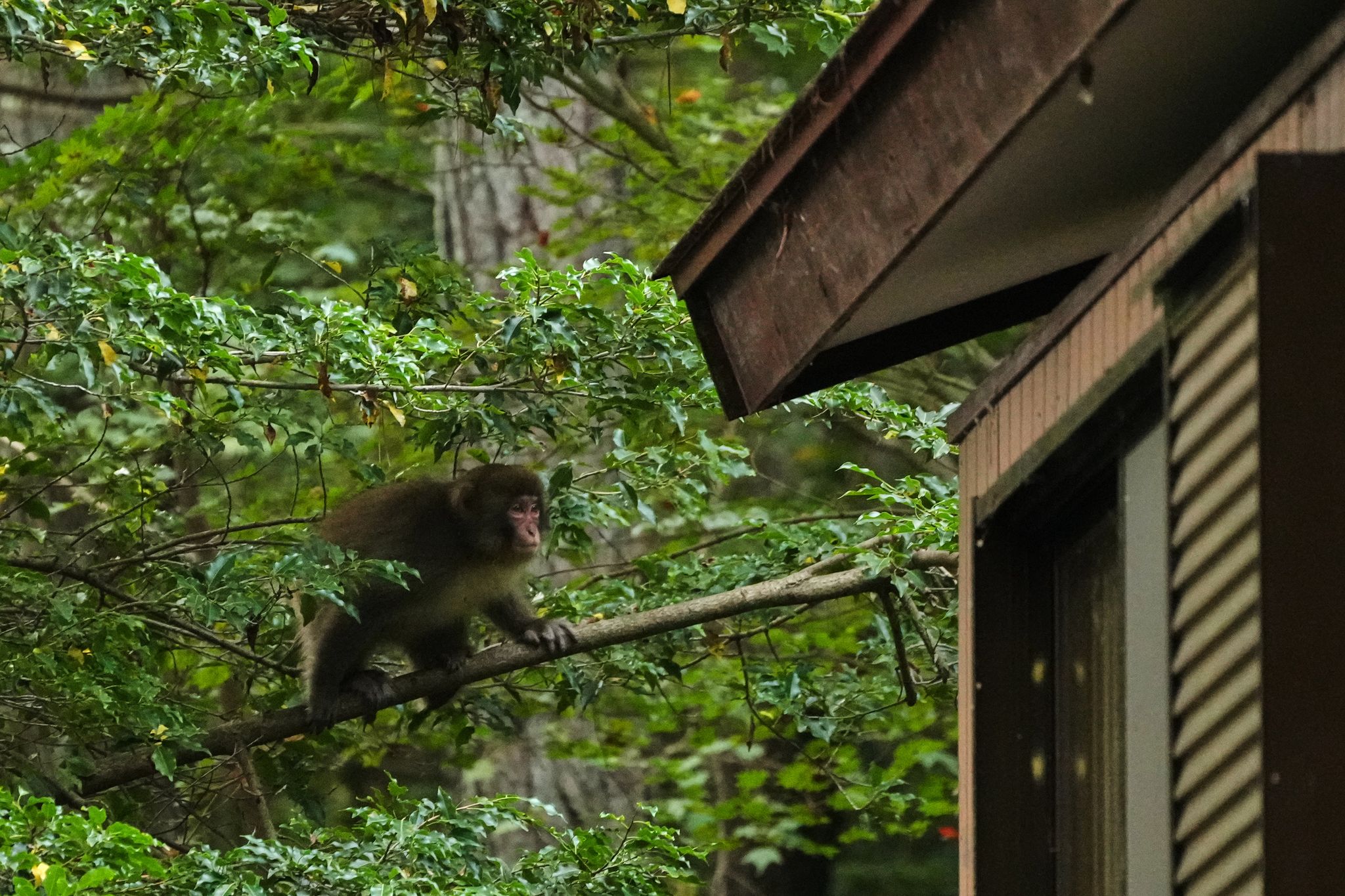In Japan's Northern Alps, residents battle monkeys to protect