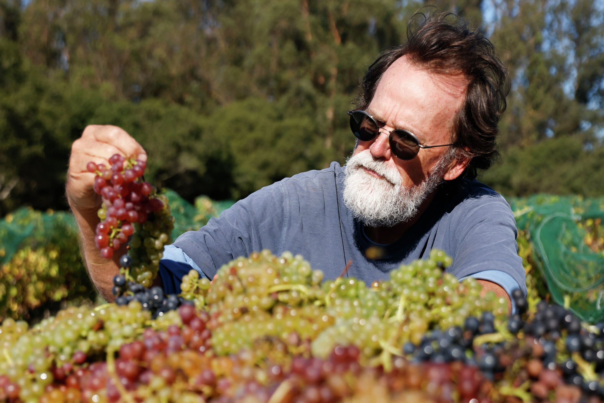 sfchronicle.com - Esther Mobley - Why a revered California winemaker is risking everything for his final project