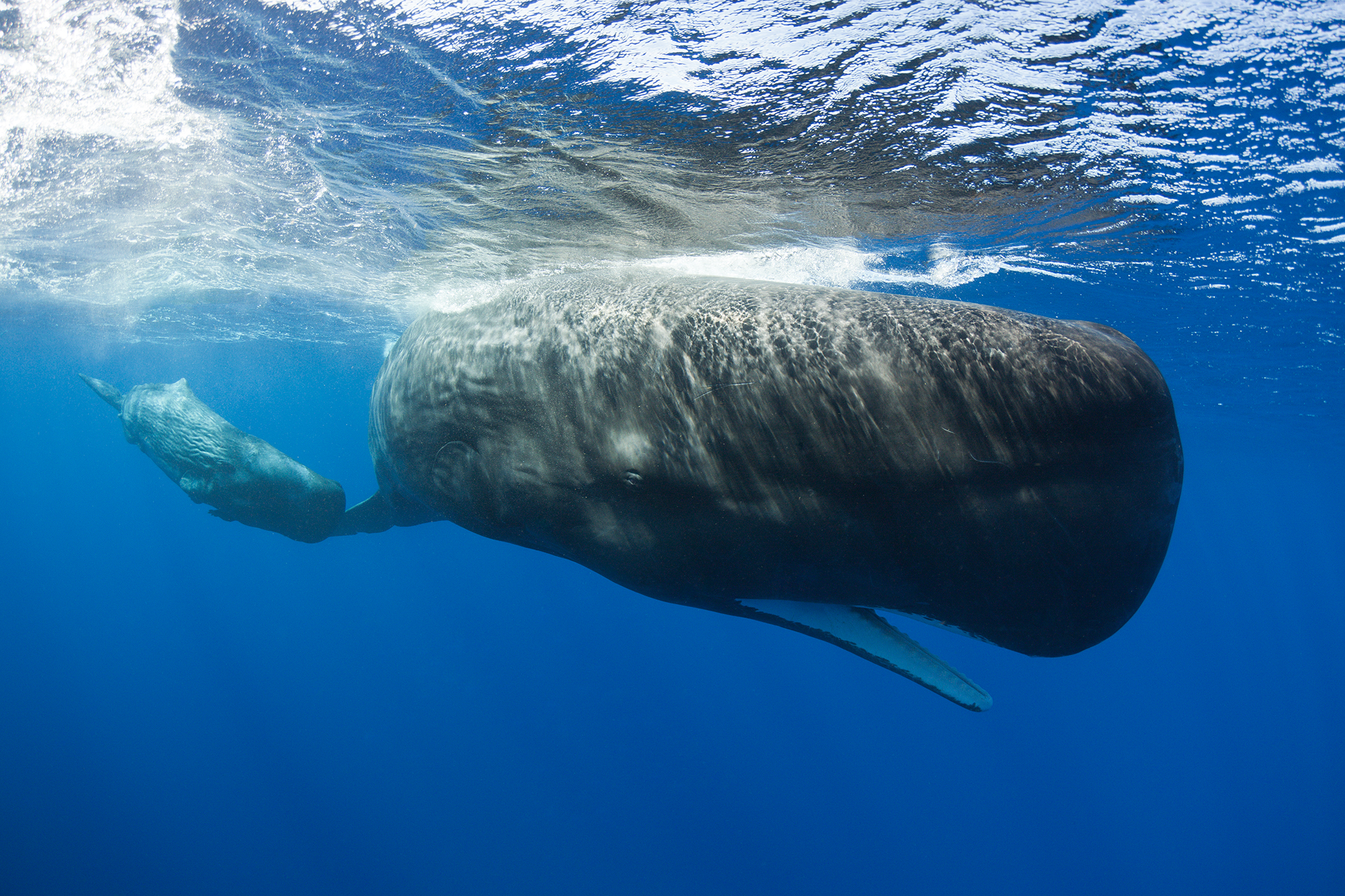 UC Berkeley leaps ahead in decoding whale talk with AI