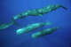 Sperm whales swim close together in the Caribbean.