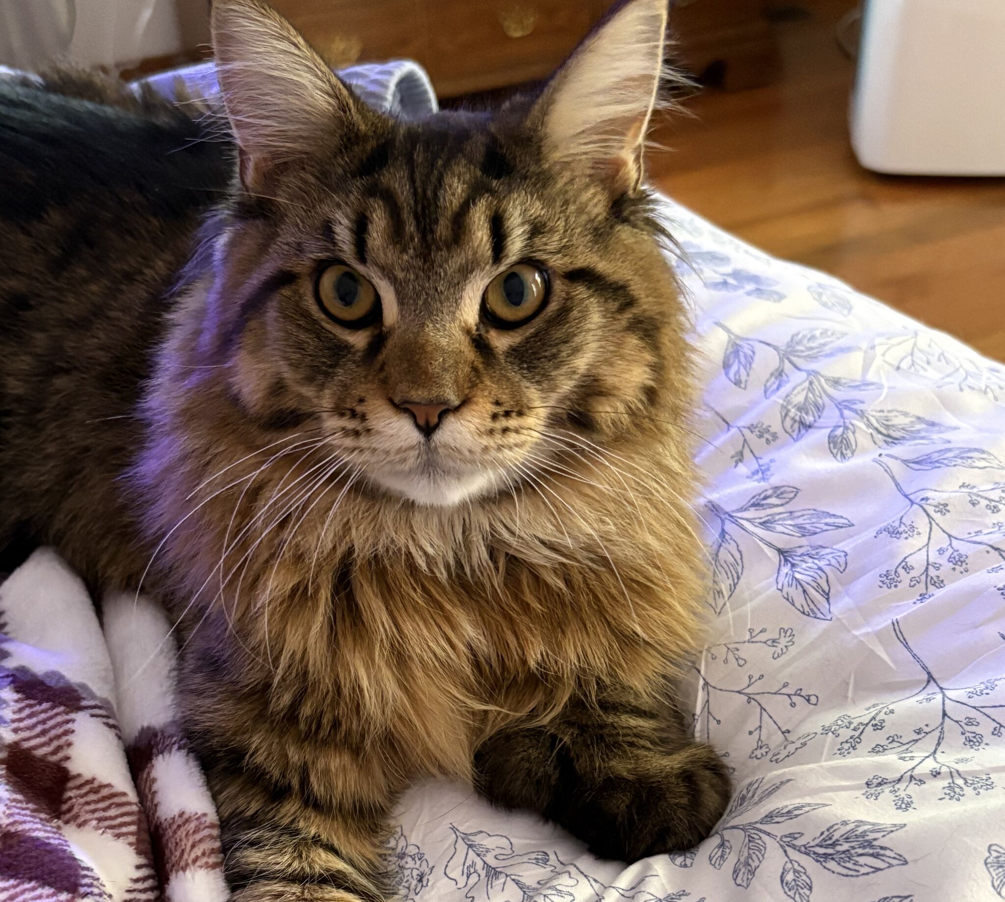 BBB warns of pet scams after CT woman loses $47,000