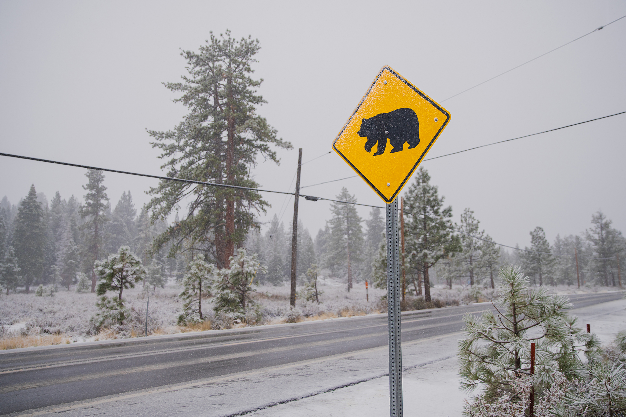 Bear attacks two 87-year-olds inside their home near South Lake Tahoe