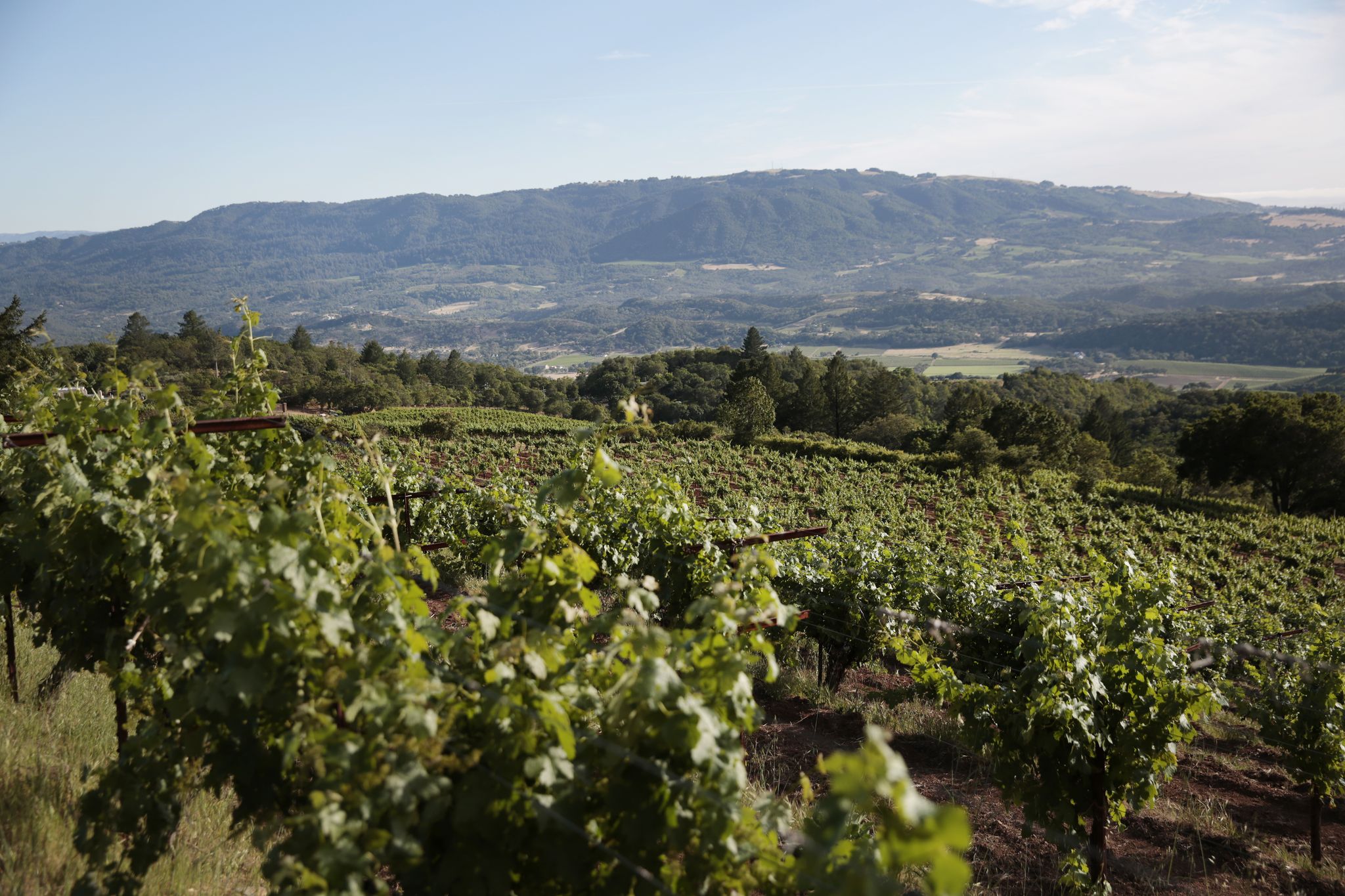 sfchronicle.com - Jess Lander - Could this be California's next most famous vineyard?