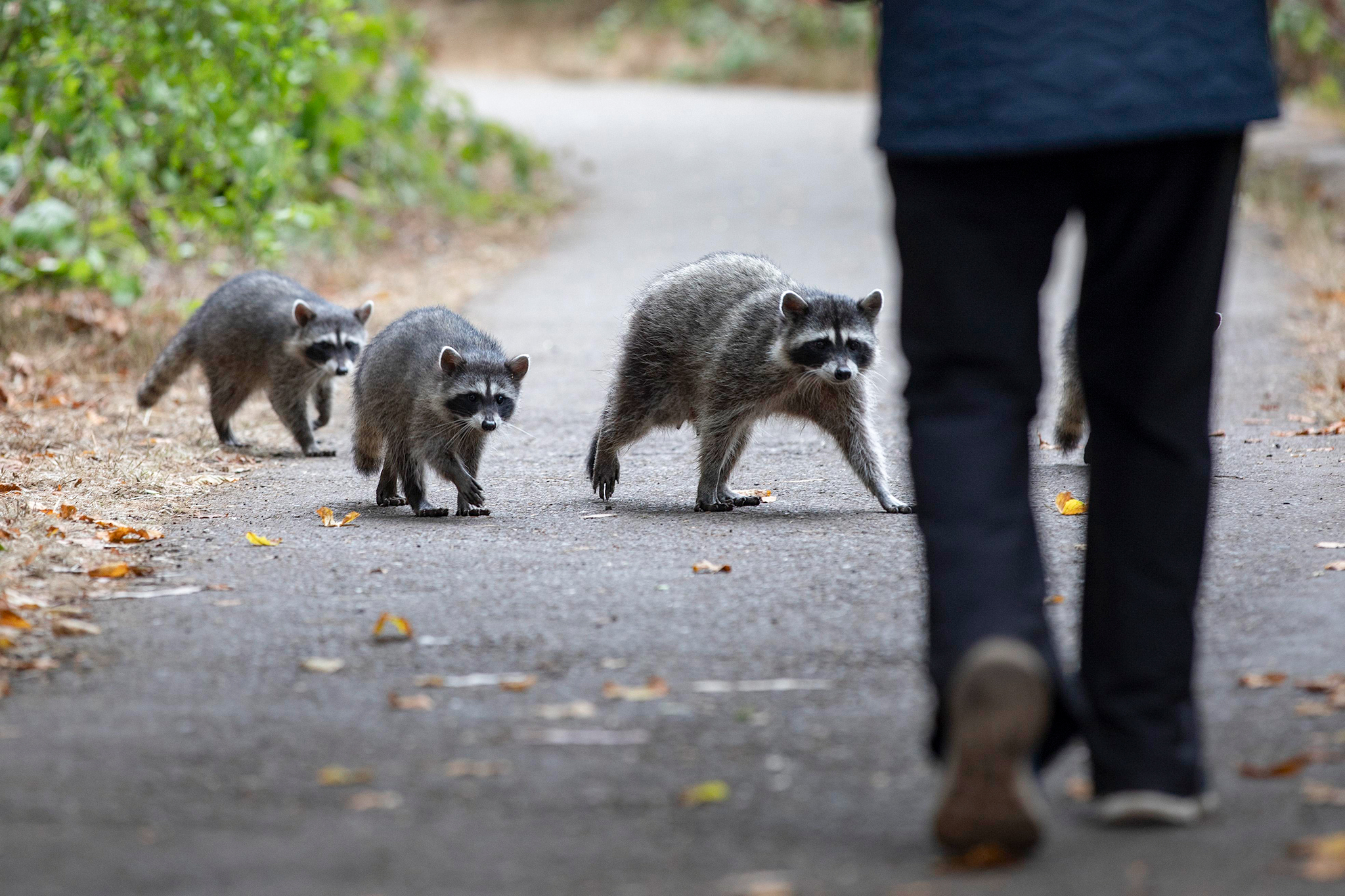 This wild animal shows signs of domestication in California cities