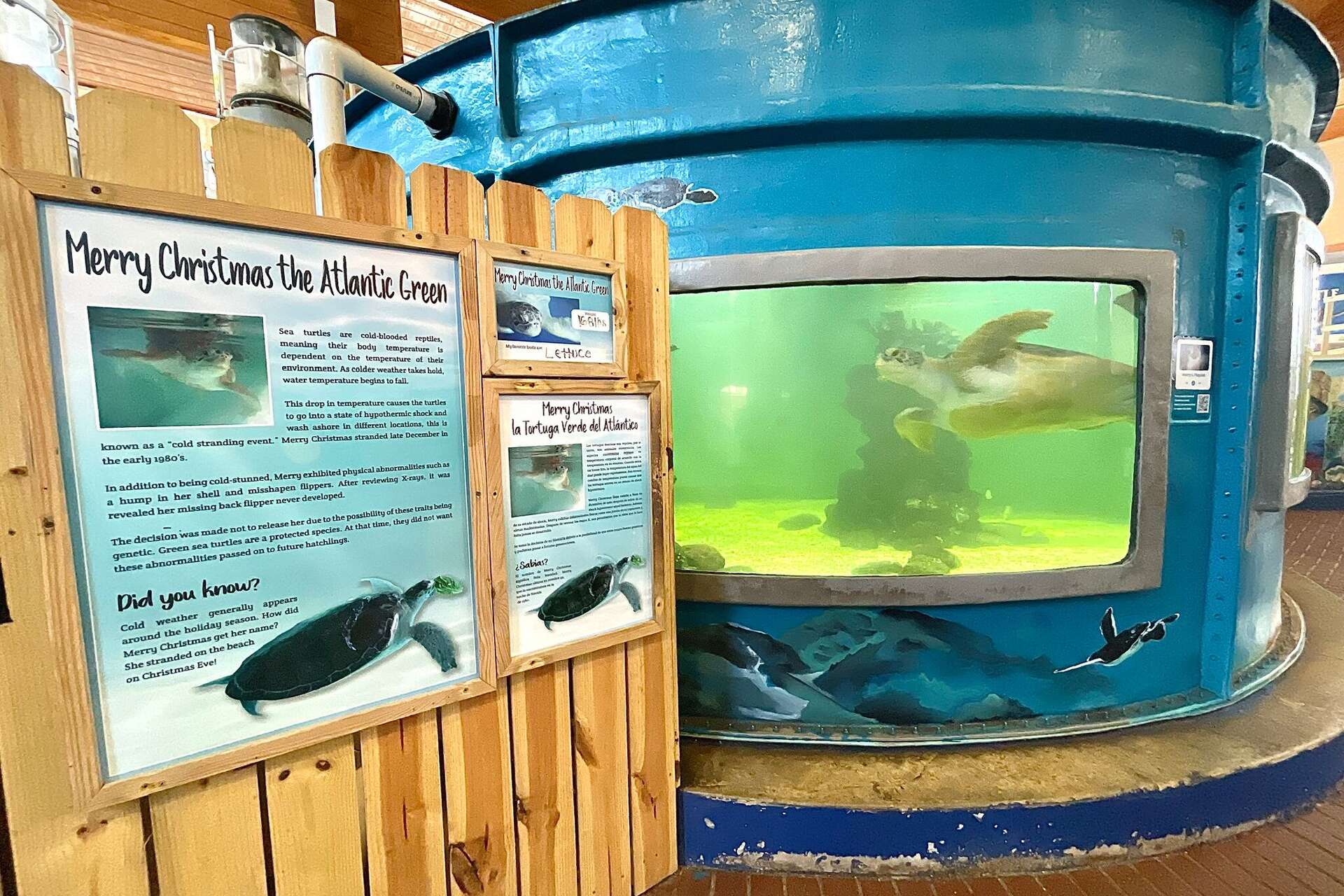Turtle Inc Why South Padre Island is the ultimate Texas beach destination