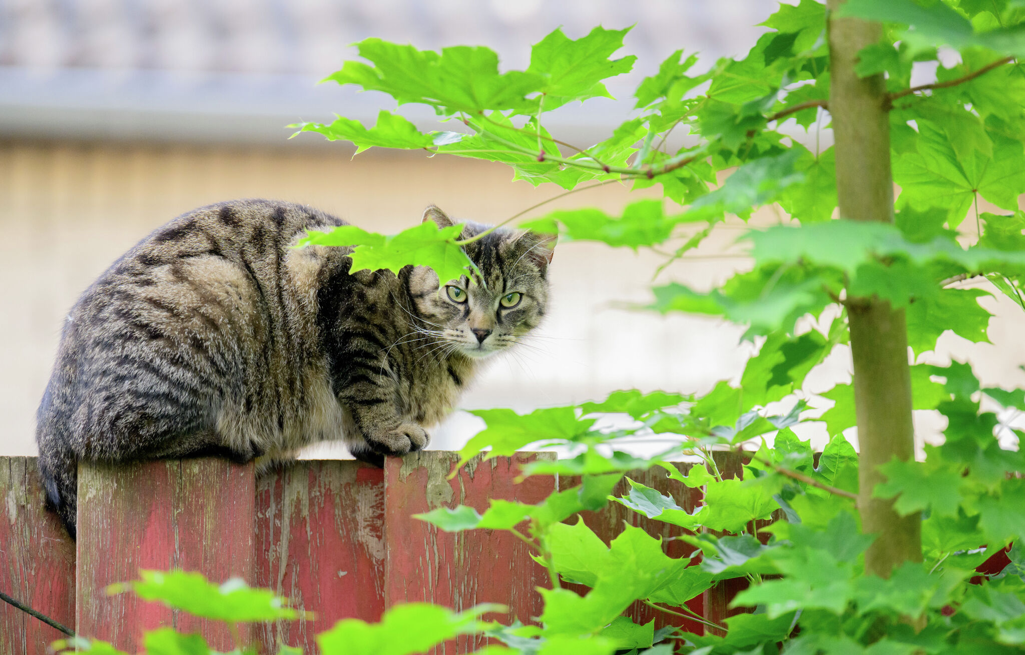 Owned Cat Found a cat? How to tell if it has an owner.
