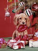 Glitter, such as that on holiday ornaments, can trigger digestive issues in pets that ingest it.