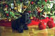 Pets that chew on holiday decorations may swallow them, which can put them in danger.