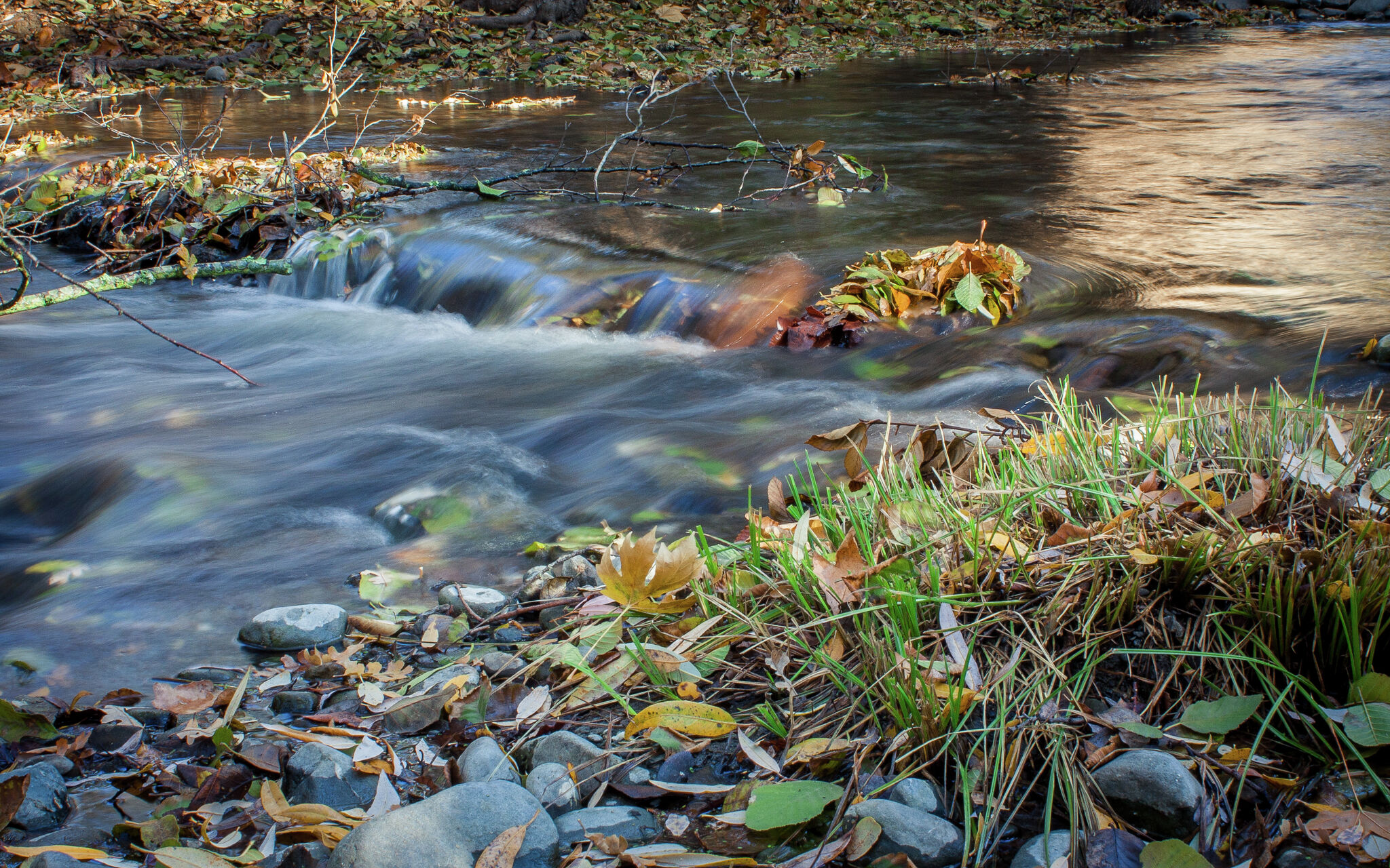 Salmon seen in upper Bay Area creek for the first time in decades
