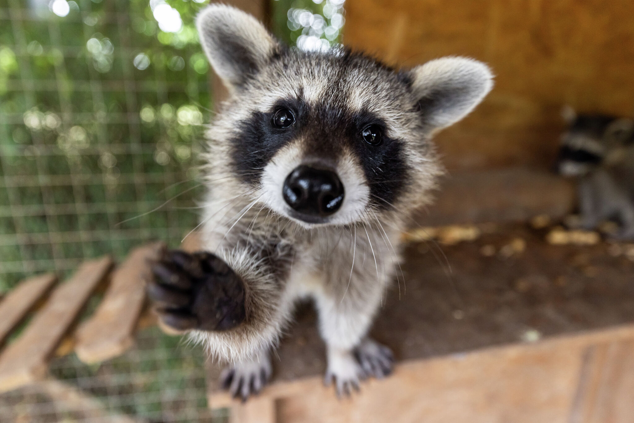 No, it's not legal to own a pet raccoon in Texas—no matter how cute