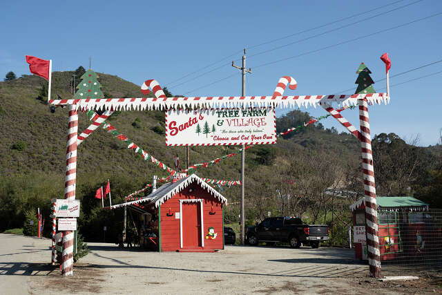 The tough new reality for California Christmas tree farms