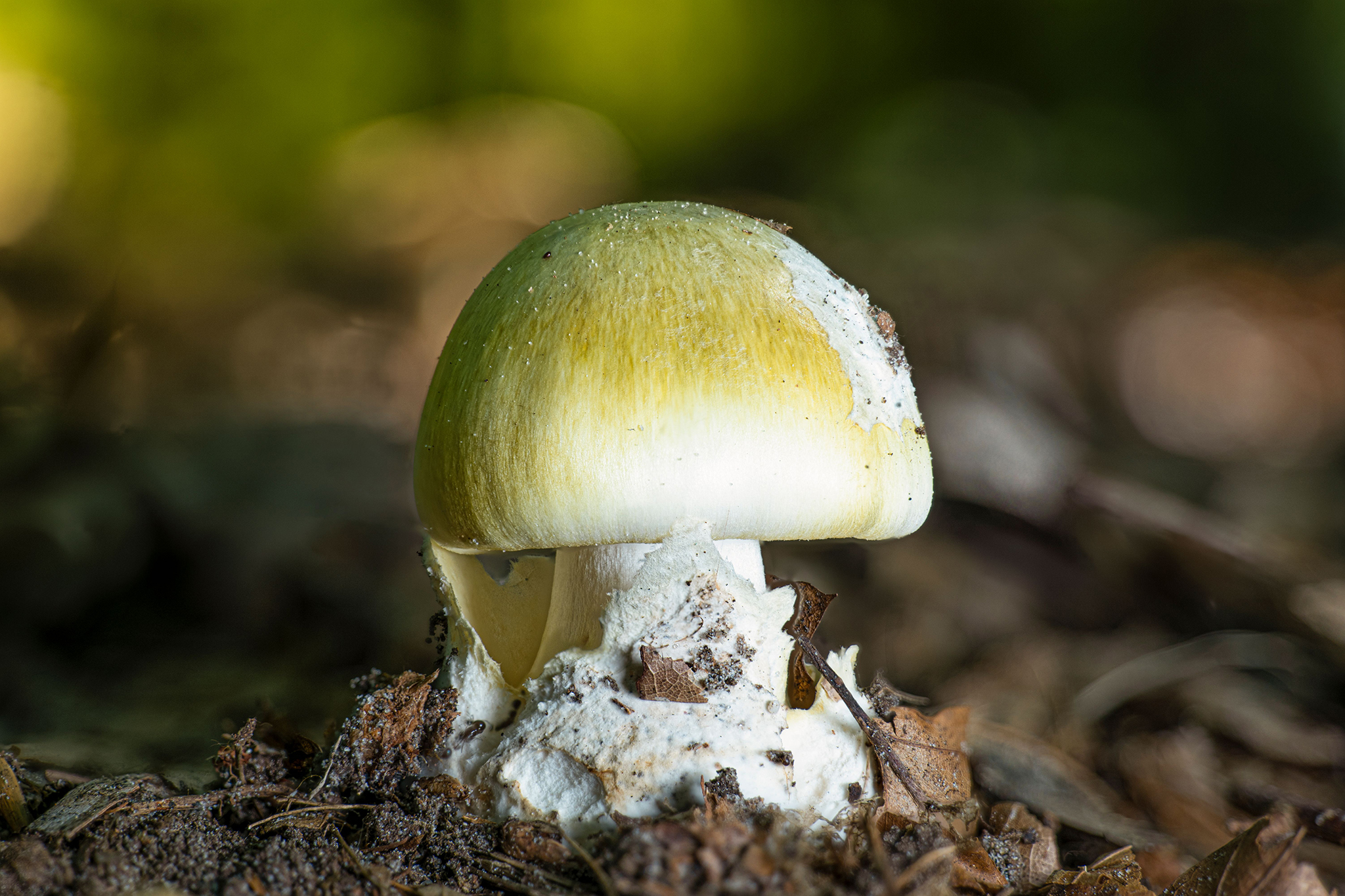 Dangerous wild mushrooms are poisoning people in this Calif. county