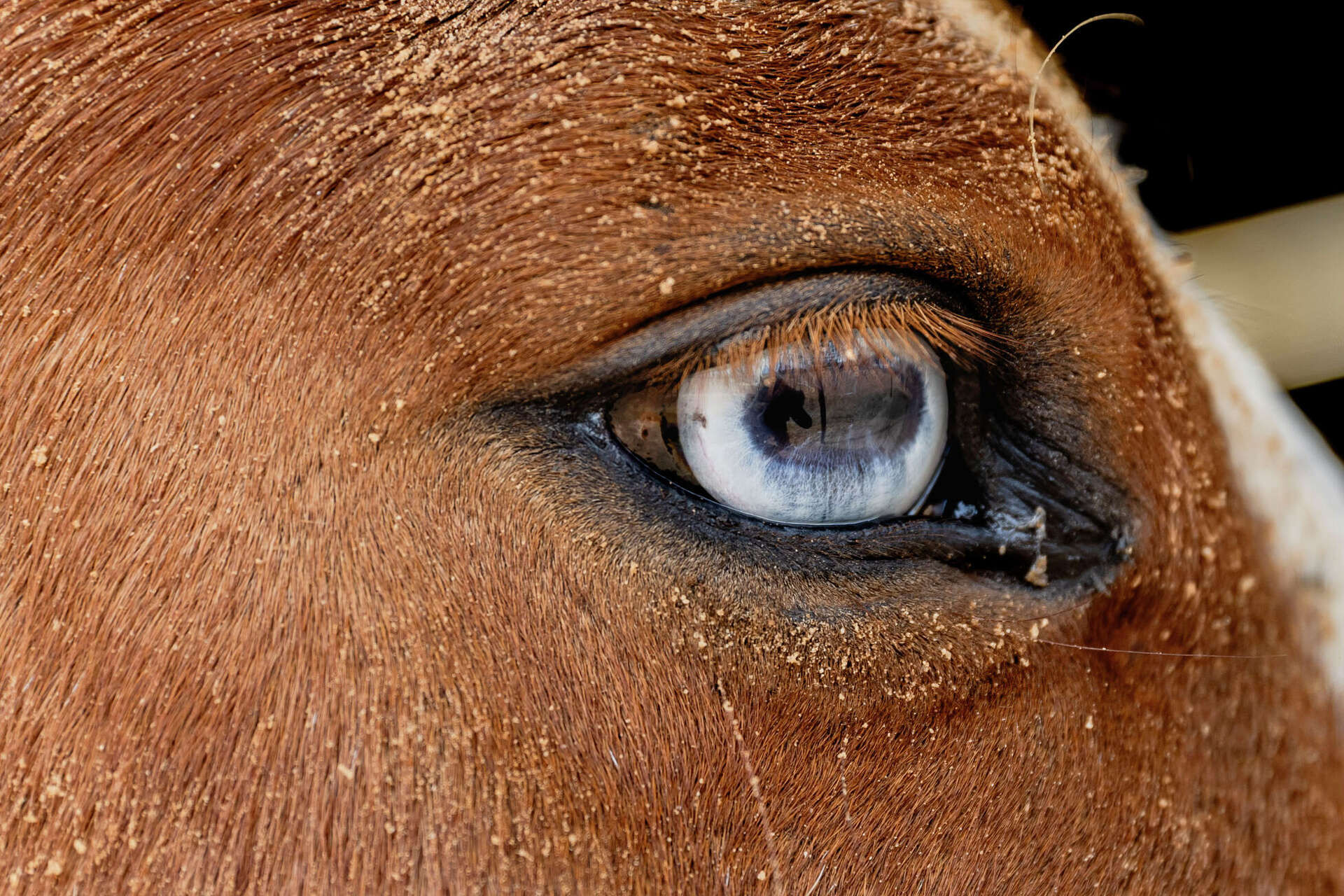 Equine Herpes Outbreak Could Impact The January Stock Show