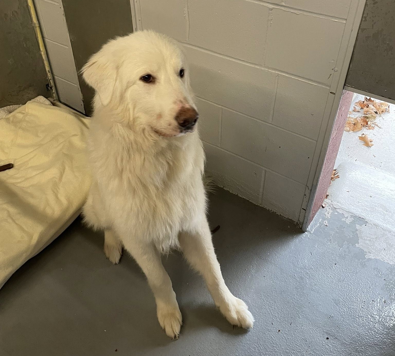 Authorities looking for prior owner of dog abandoned at Southbury bank