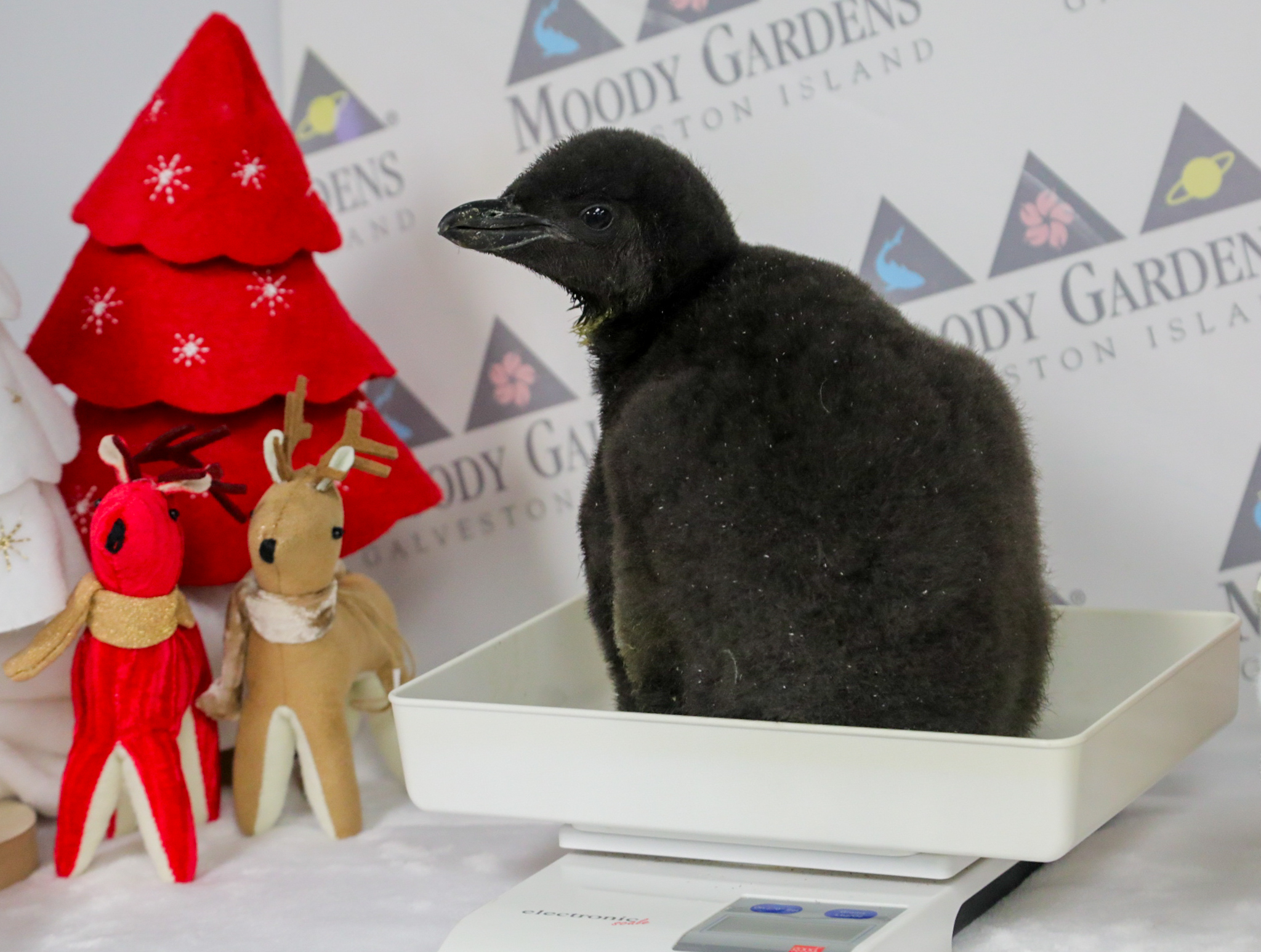 Moody Gardens in Galveston welcomes an adorable new penguin chick, image size:2048x1546