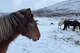 Icelandic horses have five gaits.