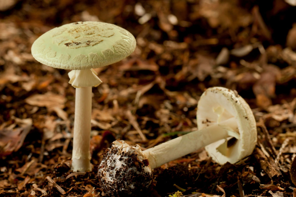 One dead, several hospitalized after eating wild mushrooms in California