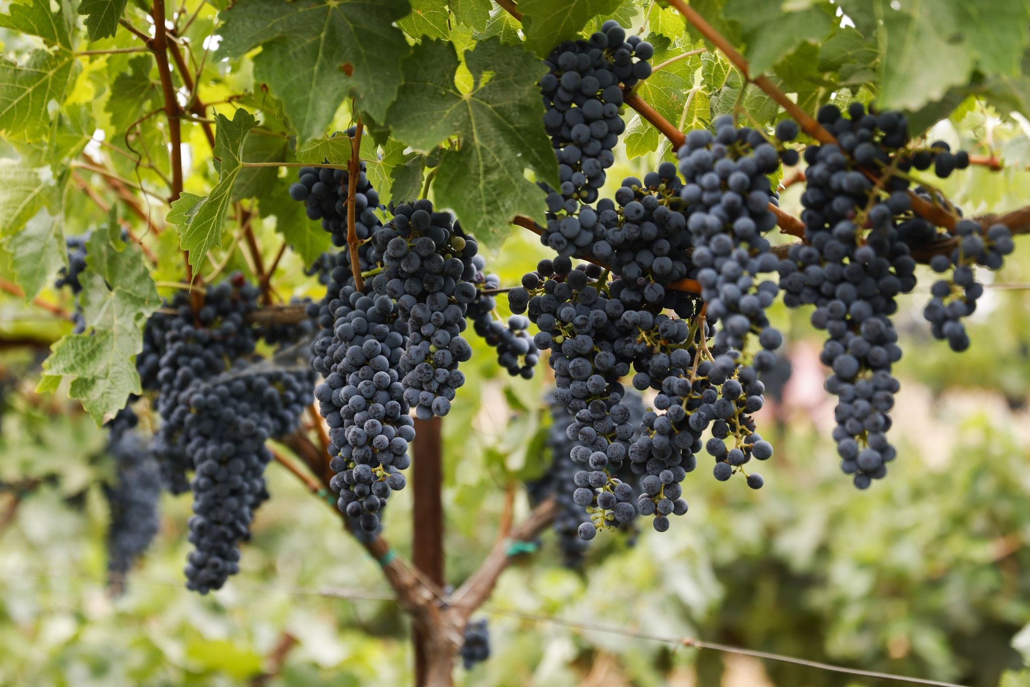 sfchronicle.com - Esther Mobley - Will ailing California wine growers get a government bailout?