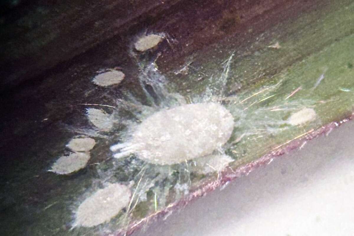 Mealybugs are small, two to five millimeters long, oval and coated in a white, waxy substance.