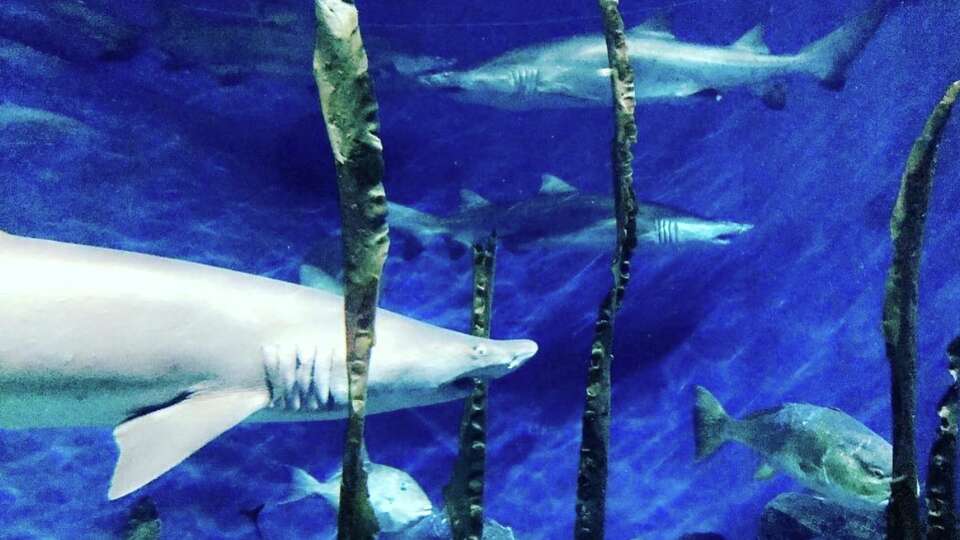 Santa will be diving into a shark tank at CT aquarium this weekend