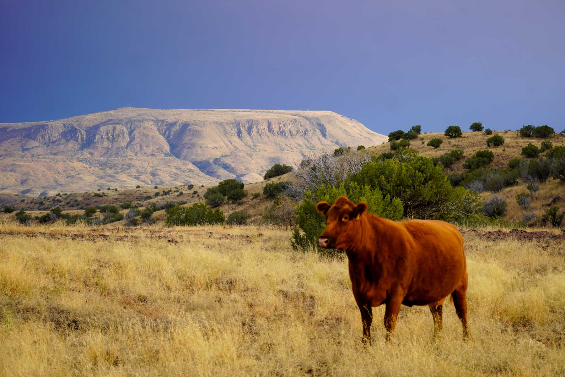 Sprawling 29,000-acre Big Bend-area ranch selling for $46.5M